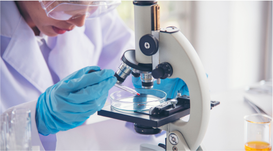 A scientists studying cultures under a microscope.