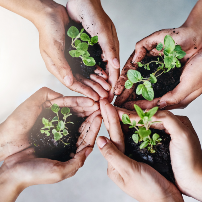hands with dirt and budding plants